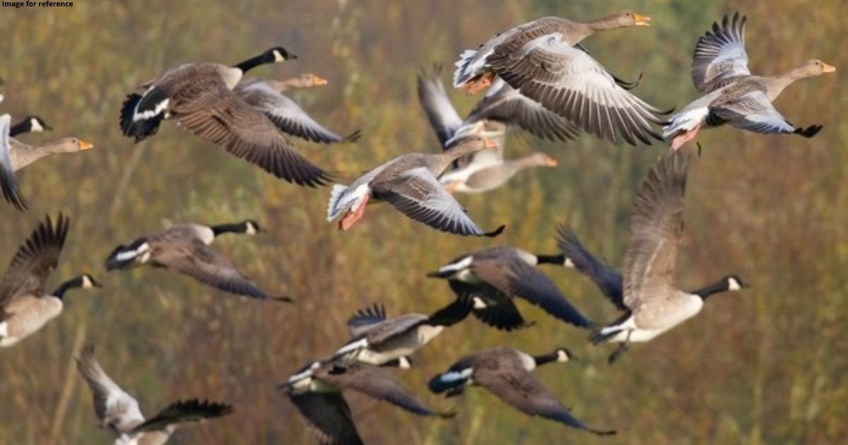 Migratory birds start arriving at Kaziranga National Park